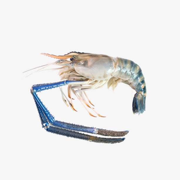 Small Golda Chingri | A Grade | Export Quality | 12 Chingri/1KG