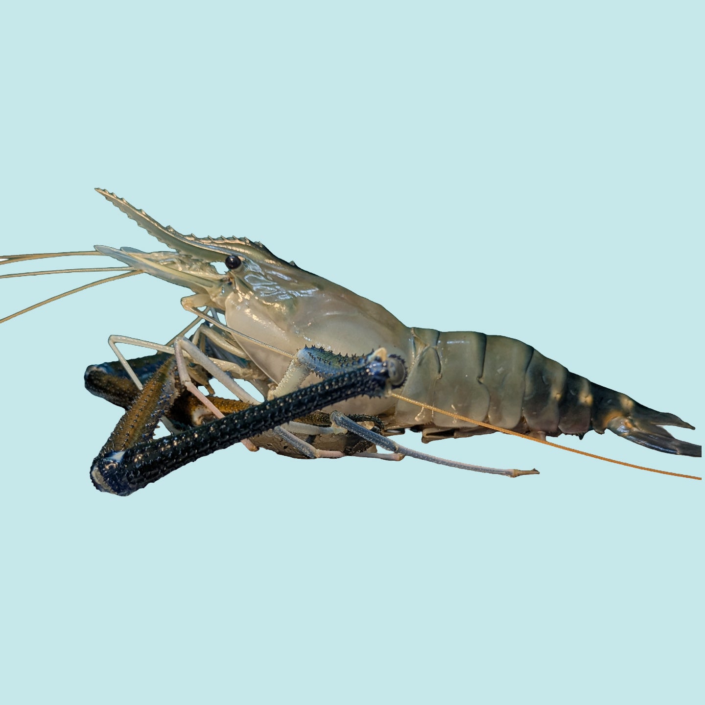 Large Golda Chingri | A Grade | Export Quality | 5 Chingri/1KG