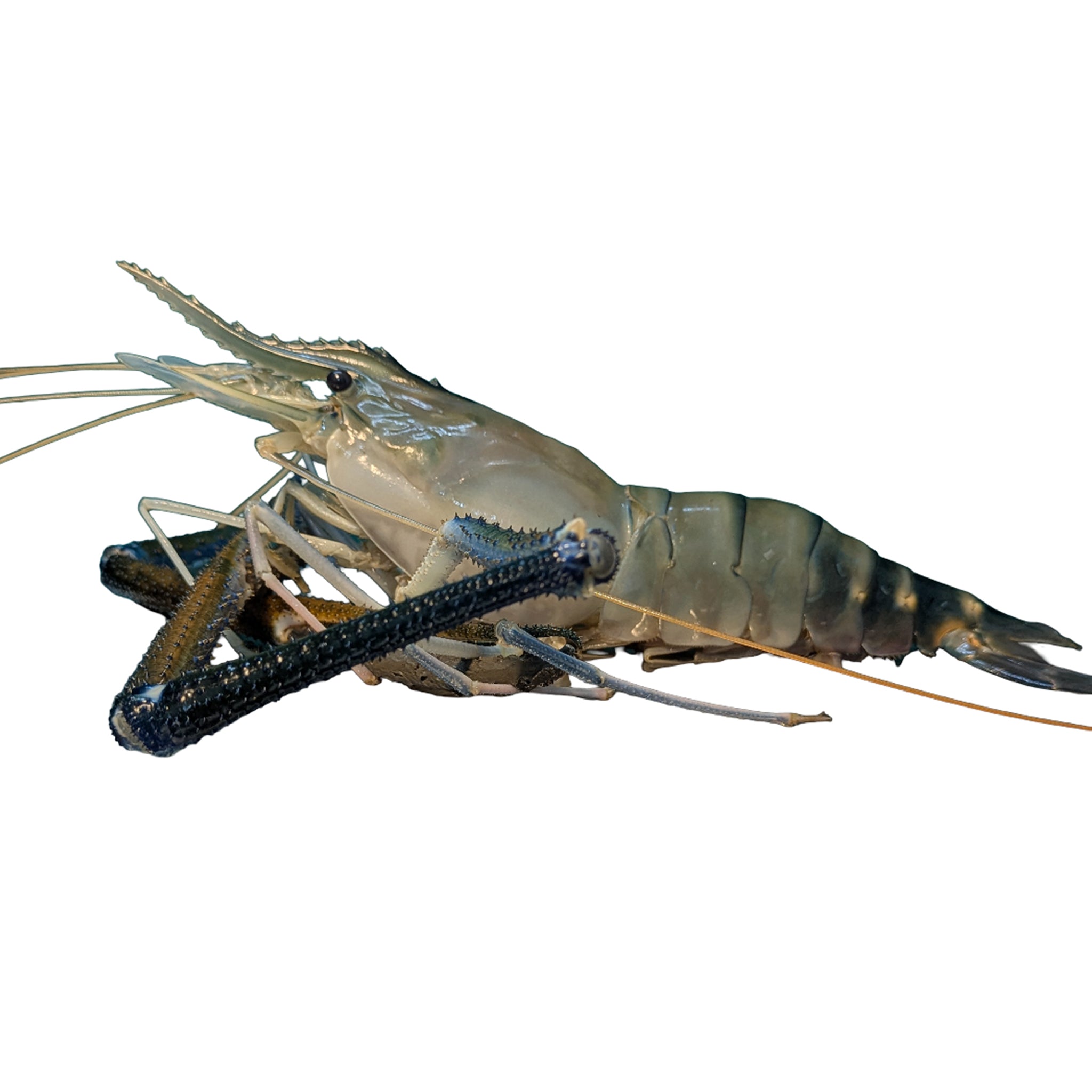 Jumbo Golda Chingri | A Grade | Export Quality | 3 Chingri/1KG