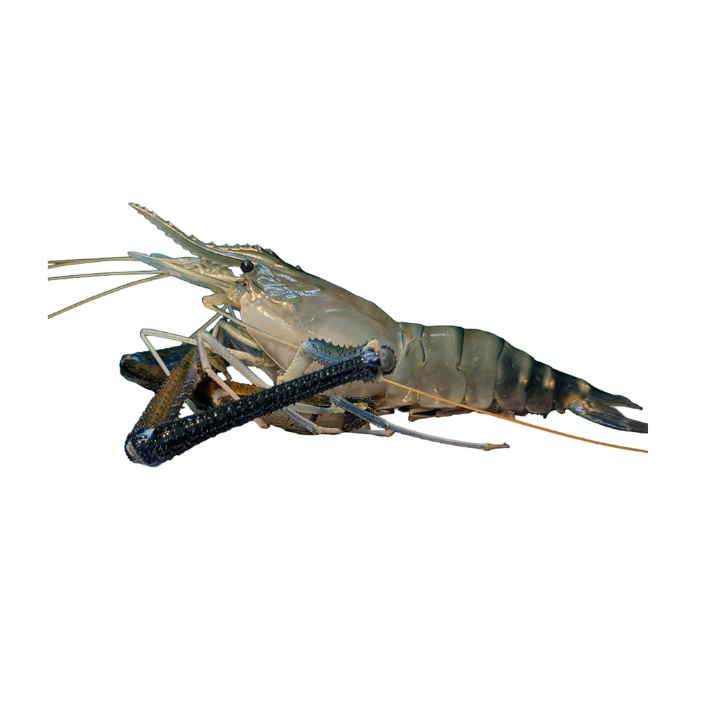 Medium Golda Chingri | A Grade |  Export Quality | 8 Chingri/1KG