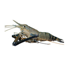 Medium Golda Chingri | A Grade |  Export Quality | 8 Chingri/1KG