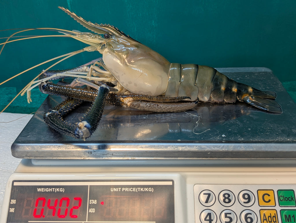 Jumbo Golda Chingri | A Grade | Export Quality | 3 Chingri/1KG