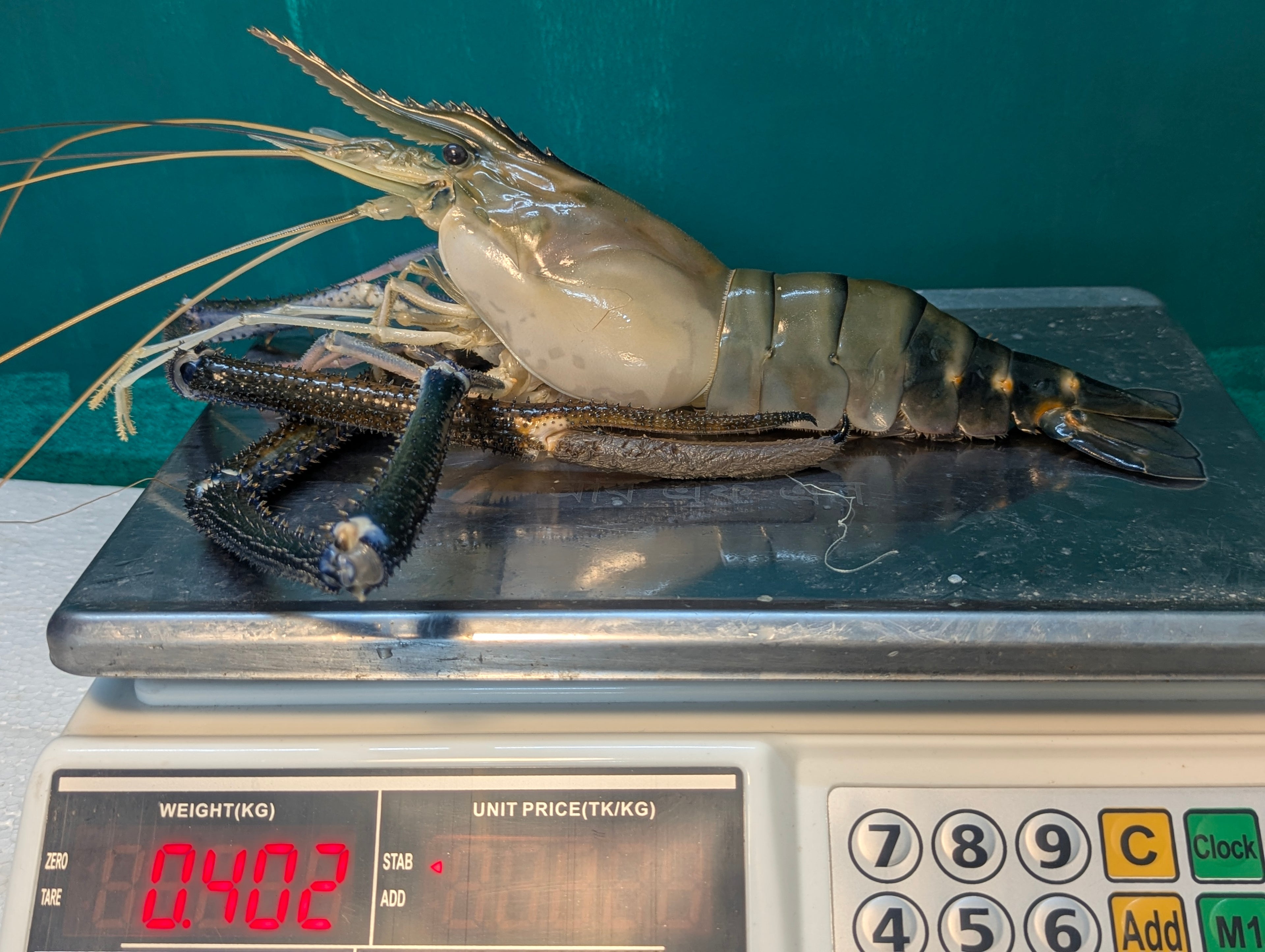 Small Golda Chingri | A Grade | Export Quality | 12 Chingri/1KG